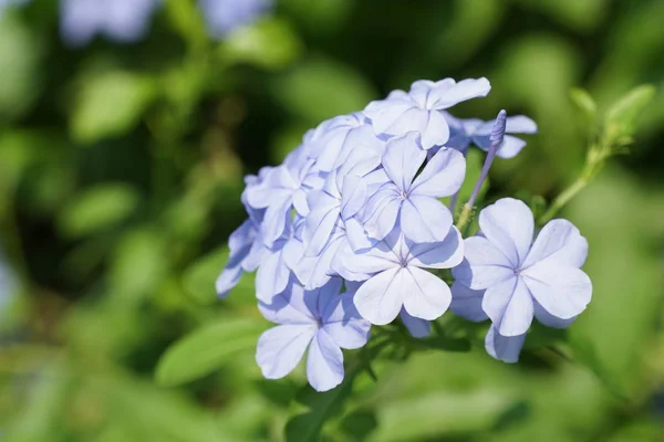 Açık Büyüyen Renk Çiçekler Yakın — Stok fotoğraf