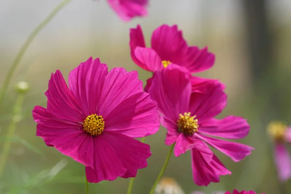 close up of color flowers growing outdoor