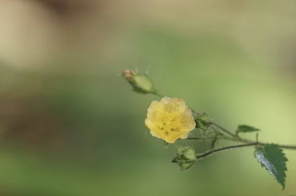 屋外で育つ色の花のクローズアップ — ストック写真