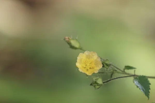 Close Van Kleur Bloem Kweken Buiten — Stockfoto