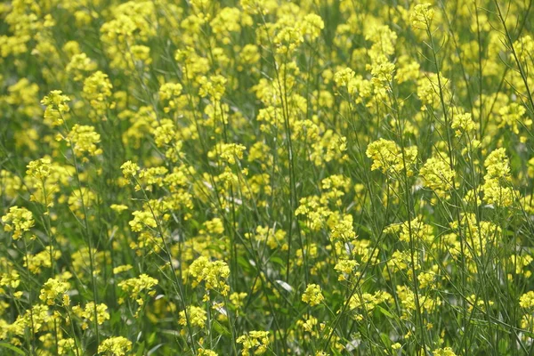 Крупним Планом Кольорові Квіти Ростуть Відкритому Повітрі — стокове фото