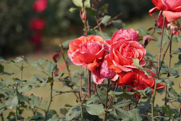 Gros Plan Fleurs Couleur Poussant Plein Air — Photo