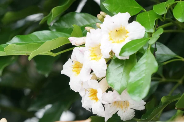 Primer Plano Flores Color Creciendo Aire Libre —  Fotos de Stock