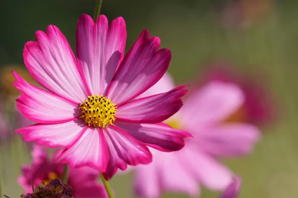 Close Color Flowers Growing Outdoor — Stock Photo, Image