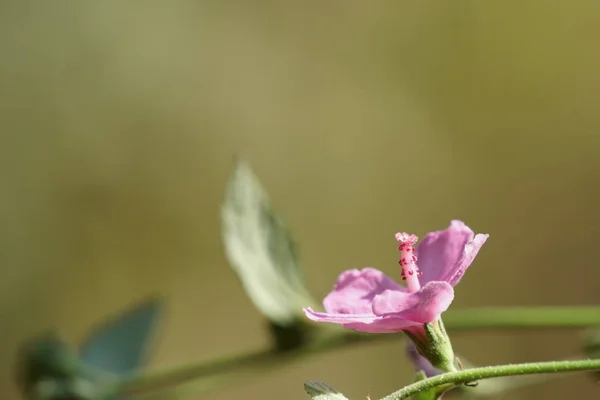 Close Van Kleur Bloem Kweken Buiten — Stockfoto