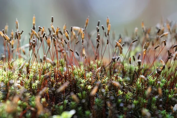 Primer Plano Las Plantas Silvestres Que Crecen Aire Libre Durante —  Fotos de Stock