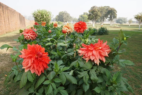 Gros Plan Fleurs Couleur Poussant Plein Air — Photo