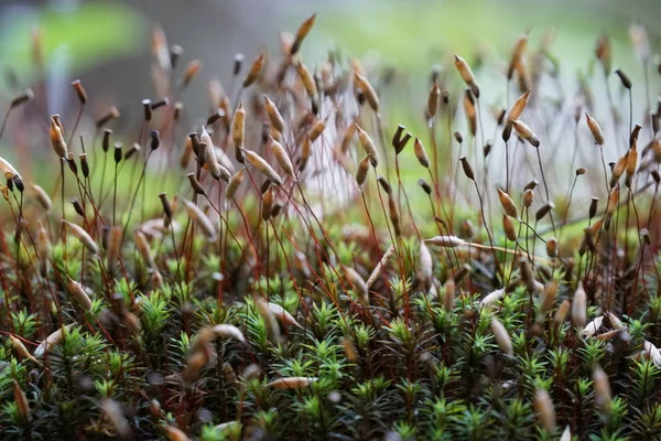 Close Wild Plants Growing Outdoors Daytime Stock Image