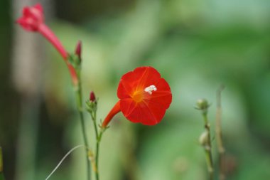 gündüz açık büyüyen renkli çiçekler yakın 