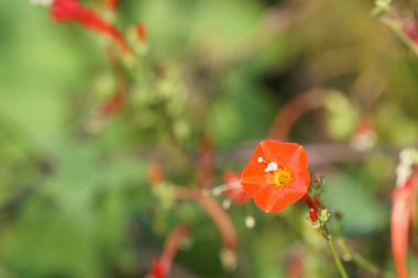 gündüz açık büyüyen renkli çiçekler yakın 