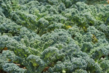 gündüz açık havada büyüyen vahşi bitkilerin yakın 