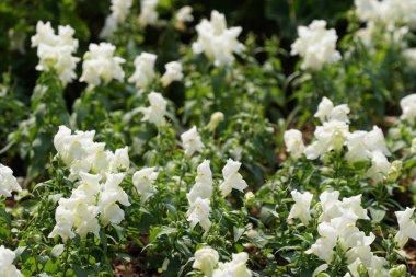 gündüz açık büyüyen renkli çiçekler yakın 