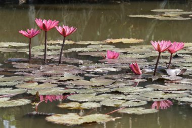 su yüzeyinde su zambak çiçekler yakın 