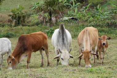scenic shot of asian cows grazing on nature
