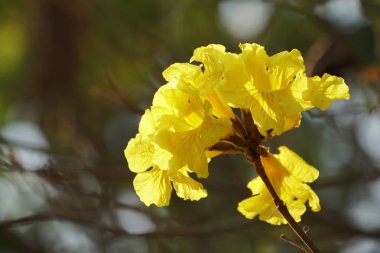 gündüz açık büyüyen renkli çiçekler yakın 