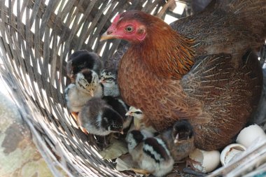 sevimli civciv sadece doğdu, tavuk veya yuvada kuluçka yumurta bakıcısı