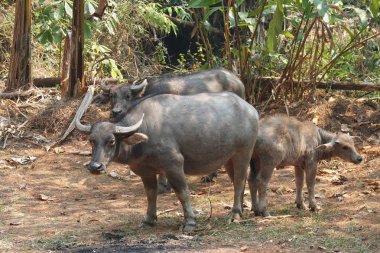 scenic shot of asian cows grazing on nature