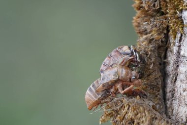 Ağustosböceğini yakından çek ve havla.