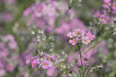 gündüz açık büyüyen renkli çiçekler yakın 