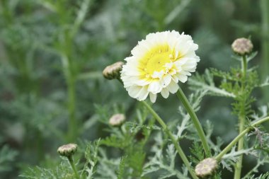 gündüz açık büyüyen renkli çiçekler yakın 