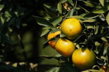 Mandalina veya Mandalina, Narenciye reticulata 