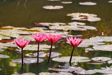 su yüzeyinde su zambak çiçekler yakın 