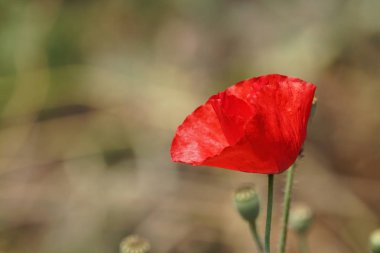 gündüz açık büyüyen renkli çiçekler yakın 