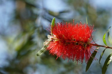 gündüz açık büyüyen renkli çiçekler yakın 