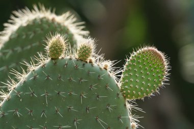 gündüz açık havada büyüyen kaktüslerin yakın çekim 