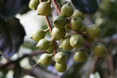 Dalda olgunlaşan taze egzotik meyvelerin yakın plan çekimi.