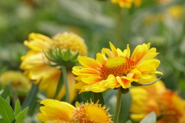 gündüz açık büyüyen renkli çiçekler yakın 