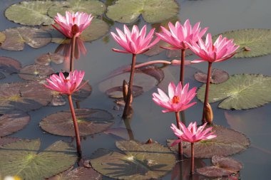 su yüzeyinde su zambak çiçekler yakın 