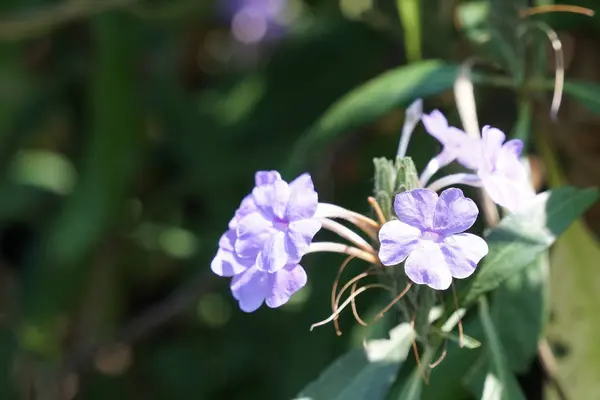 Nahaufnahme Farbiger Blumen Die Tagsüber Freien Wachsen — Stockfoto