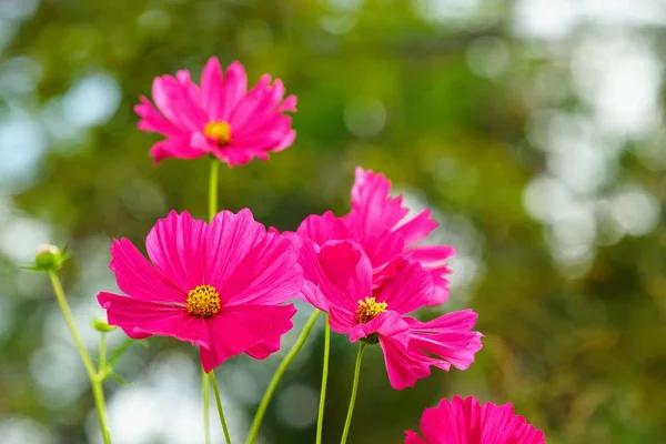 Close Color Flowers Growing Outdoor Daytime — Stock Photo, Image