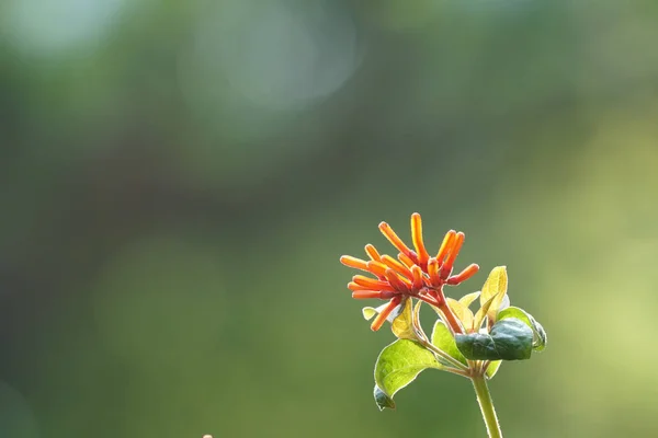 Primer Plano Flores Color Que Crecen Aire Libre Durante Día — Foto de Stock