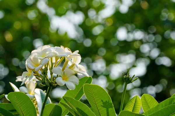 Close Color Flowers Growing Outdoor Daytime — Stock Photo, Image