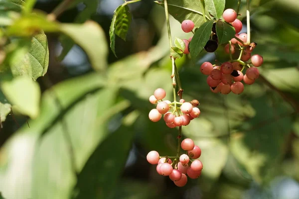 Primer Plano Fruta Fresca Exótica Madurando Rama —  Fotos de Stock