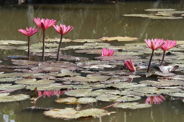 su yüzeyinde su zambak çiçekler yakın 