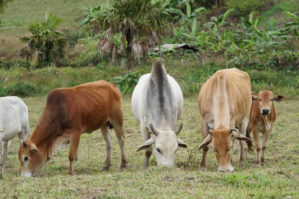アジアの牛の放牧風景を撮影しました — ストック写真