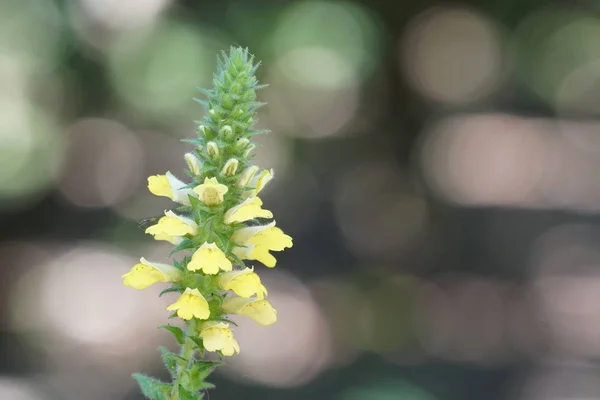 Gros Plan Fleurs Couleur Poussant Plein Air Jour — Photo