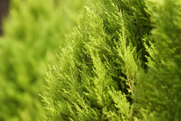 Gros Plan Plantes Sauvages Poussant Extérieur Jour — Photo