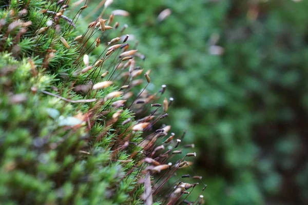 Fechar Plantas Selvagens Que Crescem Livre Durante Dia — Fotografia de Stock