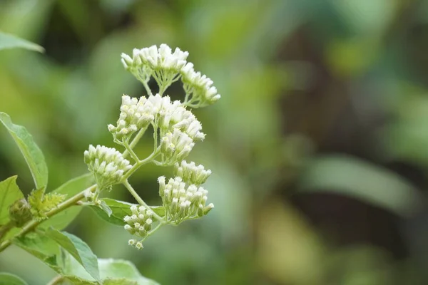 Nahaufnahme Farbiger Blumen Die Tagsüber Freien Wachsen — Stockfoto