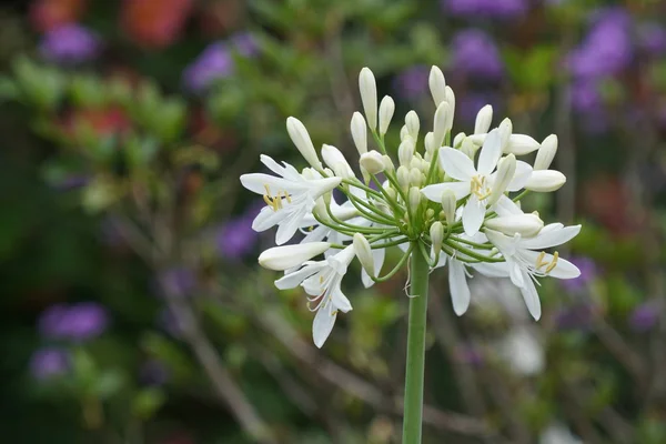 Gros Plan Fleurs Couleur Poussant Plein Air Jour — Photo