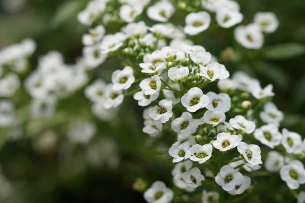 Nahaufnahme Farbiger Blumen Die Tagsüber Freien Wachsen — Stockfoto