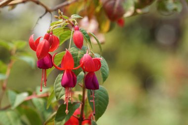 gündüz açık büyüyen renkli çiçekler yakın 