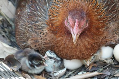 sevimli civciv sadece doğdu, tavuk veya yuvada kuluçka yumurta bakıcısı