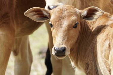 scenic shot of little calf grazing on nature