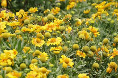 gündüz açık büyüyen renkli çiçekler yakın 