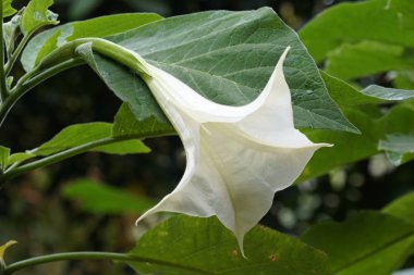 gündüz açık büyüyen renkli çiçekler yakın 